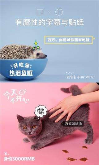 猫饼短视频