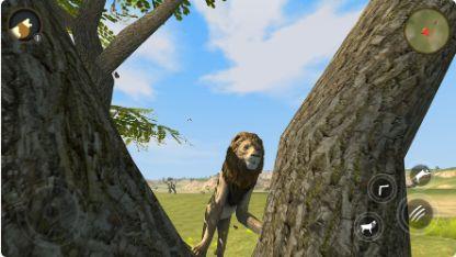 野生狮子模拟器手机版2