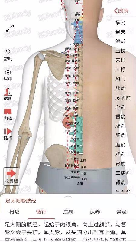 3D经络穴位