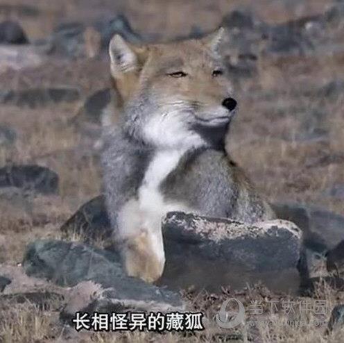 藏狐表情包