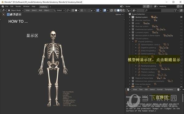 Z-Anatomy(人体模型解刨软件) V3.1 免费版