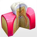 Tooth Anatomy(牙齿解剖医学软件) V1.0 Mac版