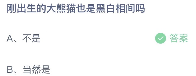 刚出生的大熊猫也是黑白相间吗 蚂蚁庄园6月16日今天答案正确答案