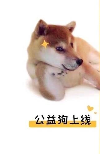 公益狗