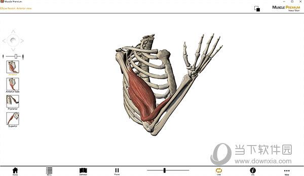 Muscle Premium内购版(医用骨骼与肌肉软件) V3.1.3 电脑破解版