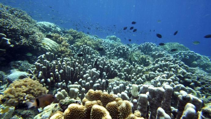 赤道水域越来越热，海洋生物加速向两极迁移